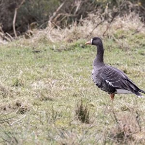 Greenland White fronted Goose, 0n Isle of Islay Scotland