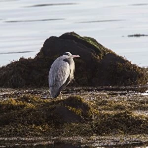 Grey Heron standing on sea weed