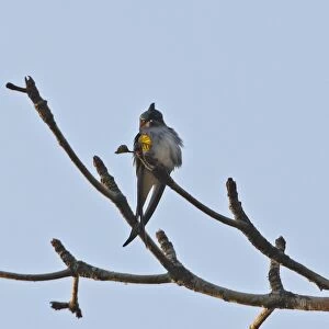 Grey-rumped Treeswift (Hemiprocne longipennis harterti) adult, perched on branch, Kaeng Krachan N. P. Thailand, february