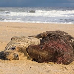 Grey Seal (Halichoerus grypus) adult pair, male covered with blood, mating on beach, Norfolk, England, november
