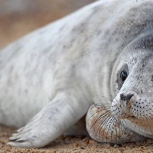 Grey Seal (Halichoerus grypus) pup, close-up of head, Blakeney Point, Norfolk, England, december