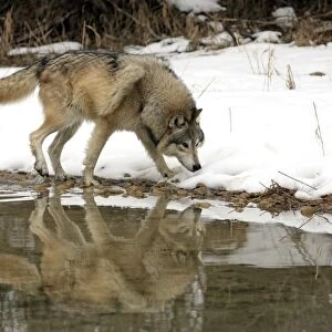Grey Wolf (Canis lupus) adult, walking in snow at edge of water, Montana, U. S. A. winter (captive)