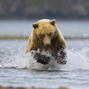 Grizzly Bear (Ursus arctos horribilis) adult, running in water, fishing for salmon along coastal creek, Katmai N. P. Alaska, U. S. A. august