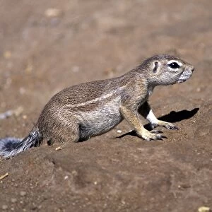 Ground Squirrel (Xerus inauris) Namibia