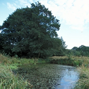 Habitat - Marshland Darsham Marshes - Suffolk Wildlife Trust