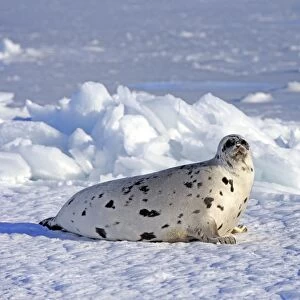Harp Seal (Pagophilus groenlandicus) adult female, resting on pack ice, Magdalen Islands, Gulf of St