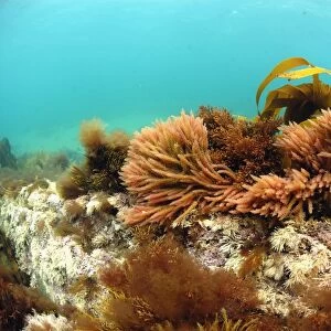 Harpoon Weed (Asparagopsis armata) and Kelp (Laminaria sp. ) underwater, growing on shallow rocky reef, Brandy Bay