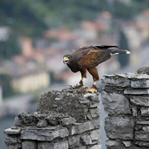 Harris Hawk (Parabuteo unicinctus) adult, falconry bird with radio tracking tag, Vezio Castle, Varenna, Lake Como, Lombardy, Italy