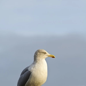 Herring Gull (Larus argentatus) adult, non-breeding plumage, with coloured ring on leg