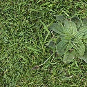 Hoary plantain, Plantago media, a weed in lawn grass