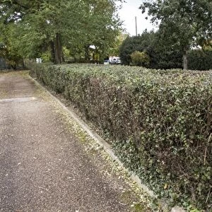 A holly hedge at Moulsham Mill Essex