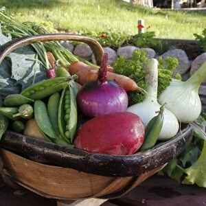 Homegrown organic vegetables, trug with harvested onions, peas, cabbage, carrots and parsley, Scotland, august