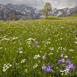 Horned Pansy (Viola cornuta) flowering, growing with mixed wildflowers in hay meadow habitat, Plateau de Saugue