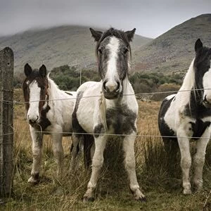 Horse, three piebald ponies, standing beside wire fence, Black Valley, Macgillycuddys Reeks, Killarney, County Kerry