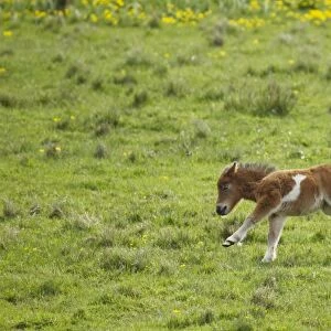 Horse, Shetland Pony, foal, running in pasture, Shetland Islands, Scotland, June