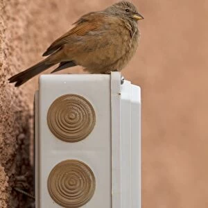 House Bunting (Emberiza sahari) adult female, perched on building, Morocco, March