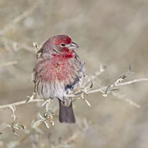House Finch (Carpodacus mexicanus) adult male, perched on stem, Bosque del Apache National Wildlife Refuge, New Mexico, U. S. A. december