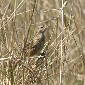 Hudson's Canastero (Asthenes hudsoni) juvenile (first known photograph of juvenile), perched on dry stems, Rincon del Cobo, Buenos Aires, Argentina, february