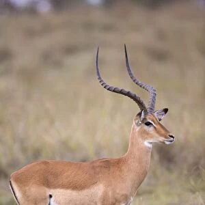 Impala (Aepyceros melampus) adult male, standing in savannah, Masai Mara National Reserve, Kenya, August