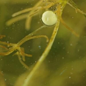 Italian Crested Newt (Triturus carnifex) developing egg, attached to weed underwater, Italy, june