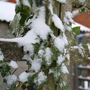 Ivy (Hedera helix) snow covered leaves, growing on garden trellis, Suffolk, England, december