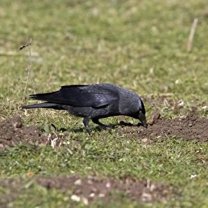 Jackdaw probing for food in earth disturbed by moles