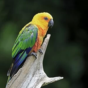 Jandaya Parakeet (Aratinga jandaya) adult, perched on branch (captive)