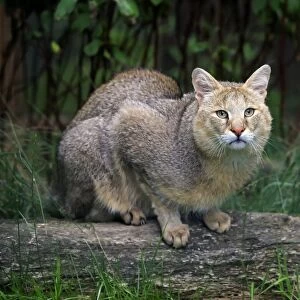 Jungle Cat (Felis chaus) adult, sitting on log, July (captive)