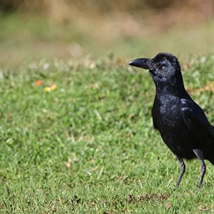 Jungle Crow (Corvus macrorhynchos culminatus) adult, standing on grass, Horton Plains N. P. Sri Lanka, december