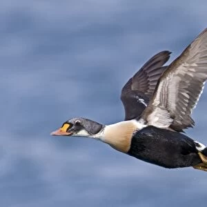 King Eider (Somateria spectabilis) immature male, first winter plumage, in flight over sea, Varanger, Northern Norway, march