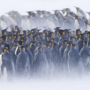 King Penguin (Aptenodytes patagonicus) colony, huddled together during snowstorm, Right Whale Bay, South Georgia