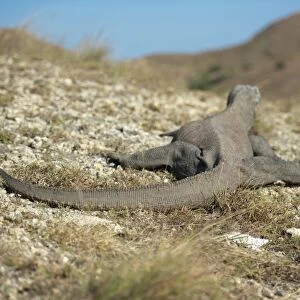 Komodo Dragon (Varanus komodoensis) adult, rear view, resting on rocky ground, Rinca Island, Komodo N. P