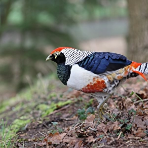 Lady Amhersts Pheasant (Chrysolophus amherstiae) introduced species, adult male, walking amongst fallen leaves