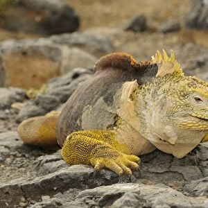 Land Iguana (Conolophus subcristatus) adult male, resting on rocks, Galapagos Islands