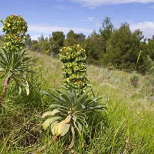 Large Mediterranean Spurge (Euphorbia characias) flowering, growing in open stony habitat, Ile St