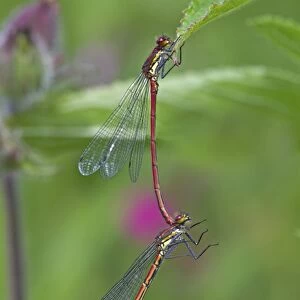 Large Red Damselfly (Pyrrhosoma nymphula) adult pair, male holding female with abdomen prior to mating