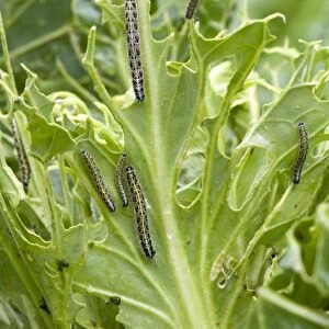 Large White Butterfly, Pieris brassicae, caterpillars damaging a pointed cabbage plant