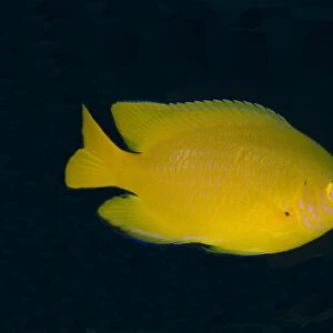 Lemon Damsel (Pomacentrus moluccensis) adult, swimming, Lembeh Straits, Sulawesi, Sunda Islands, Indonesia, January
