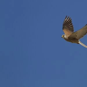 Lesser Kestrel female in flight - Extremadura Spain