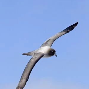 Light-mantled Sooty Albatross (Diomedea palpebrata) adult, in flight, Gold Harbour, South Georgia, november
