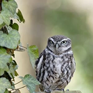 Little Owl (Athene noctua) adult, perched on branch with ivy in woodland, Yorkshire, England, spring