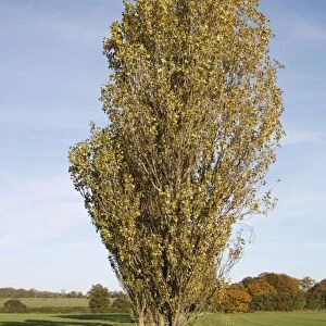 Lombardy Poplar (Populus nigra italica ) habit, growing at edge of field in arable farmland, Wickham Skeith, Suffolk