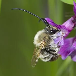Long-horned Bee (Eucera longicornis) adult male, feeding on vetch flower, Causse de Gramat, Massif Central, Lot Region