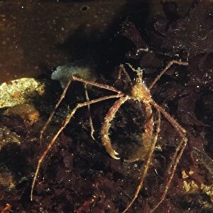 Long-legged Spider Crab (Macropodia rostrata) adult, in sea loch, Loch Carron, Ross and Cromarty, Highlands, Scotland