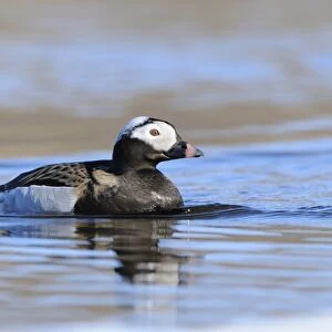 Long-tailed Duck (Clangula hyemalis) adult male, breeding plumage, swimming in arctic lake, Varanger, Norway, june