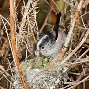 Long-tailed Tit (Aegithalos caudatus) adult, with spider webs nesting material in beak, building unfinished nest, Suffolk, England, march
