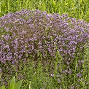 Loveyanus Thyme (Thymus glabrescens) flowering, growing on anthill in old pasture, Romania, June