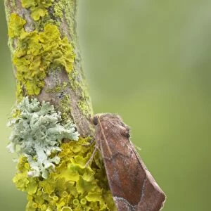 Lunar-spotted Pinion (Cosmia pyralina) adult, resting on lichen covered twig, Essex, England