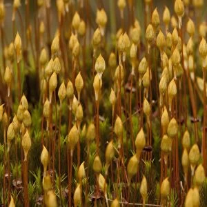 Maiden Hair Moss (Polytrichum commune) fruiting capsules, growing in peat bog, Derbyshire, England, april