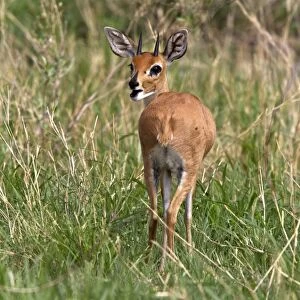 A male Steenbok, only males have horns, a common small antelope over most of southern and eastern Africa